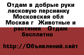 Отдам в добрые руки ласковую персианку - Московская обл., Москва г. Животные и растения » Отдам бесплатно   